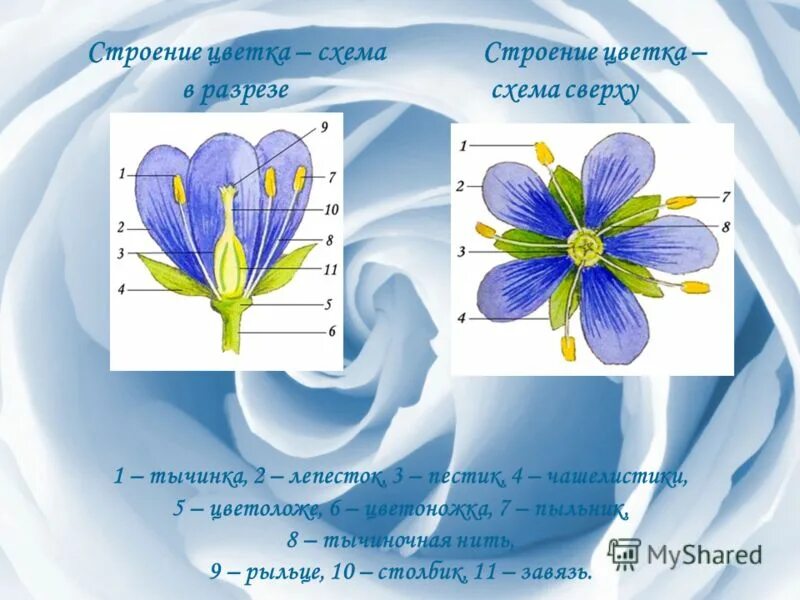 Схема цветка колокольчика. Строение цветка колокольчика. Схема строения цветка. Цветок колокольчик в разрезе. Тычиночный цветок в разрезе.