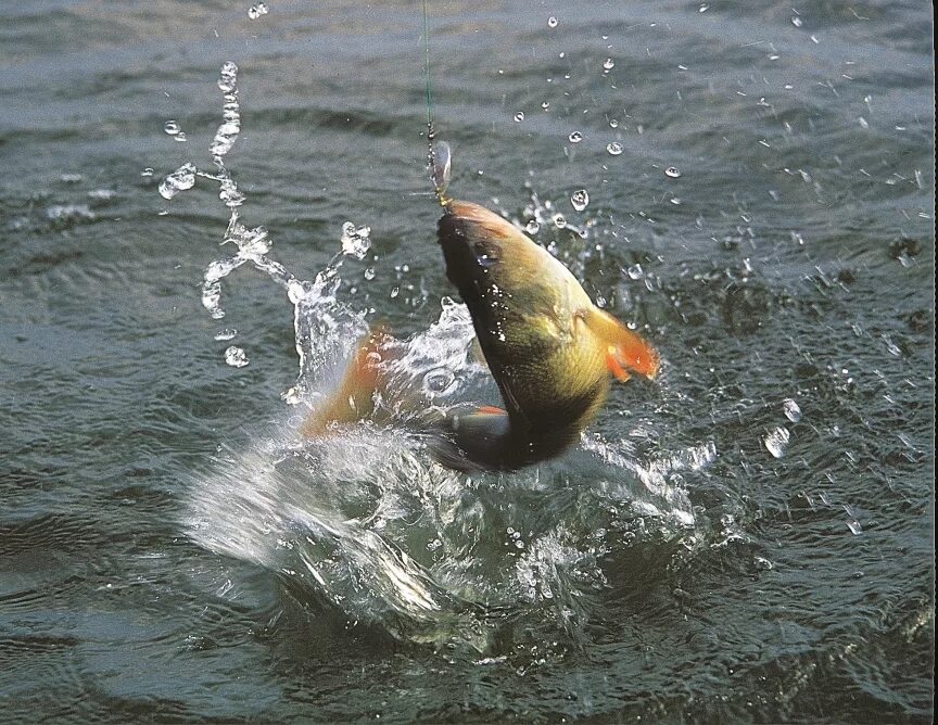 речная рыба выпрыгивает из воды. рыба на крючке. рыбка плещется в пруду. физминутка пять маленьких рыбок плескались в реке. рыба плещется.