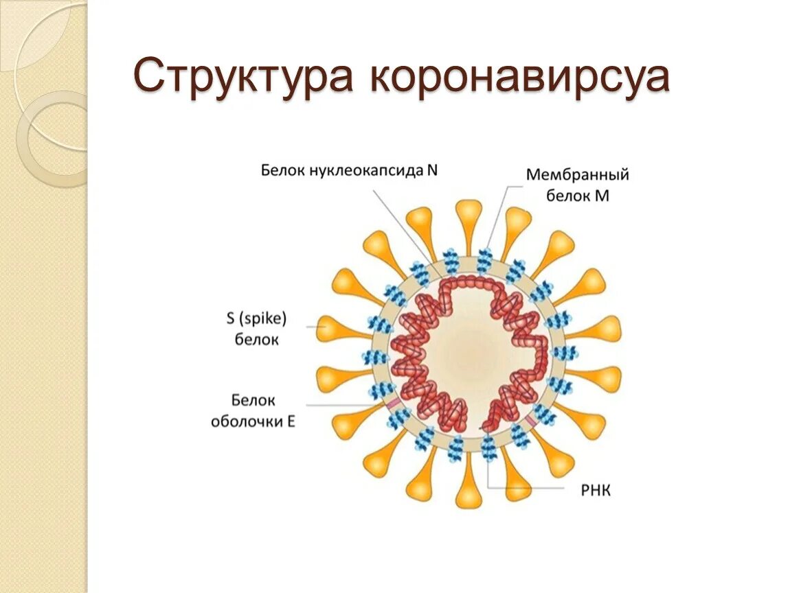 Новые коронавирусные правила. Презентация на тему коронавирусная инфекция. Короновирусная инфекция строение. Классный час профилактика короно вирусной инфекции2 класс. Света из коронавирусной системы.