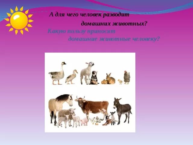 Люди которые разводят животных. Каких домашних животных разводит человек. какую пользу приносят домашние животные для детей.