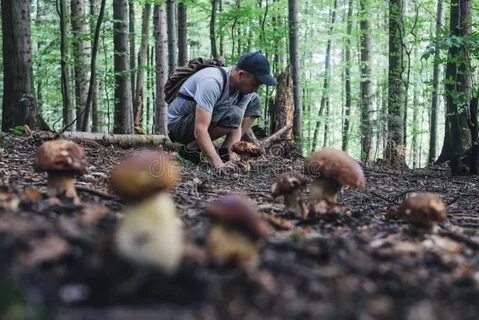Когда идти в лес за грибами