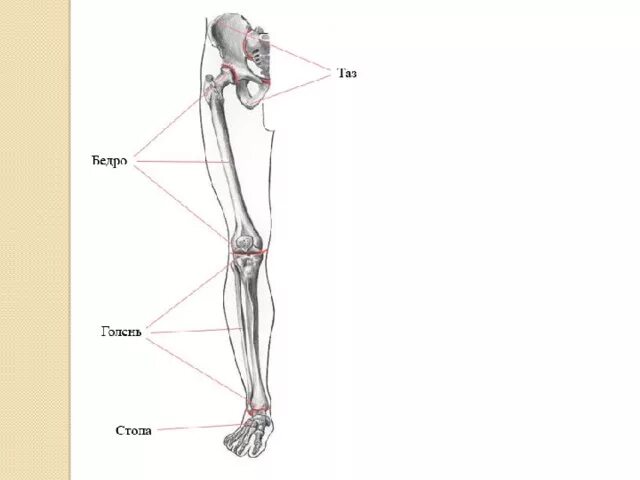 Нижние конечности бедро. Скелет нижних конечностей схема. Строение нижней конечности: бедро, голень, стопа. Строение ноги бедро голень. Строение человека бедро голень.