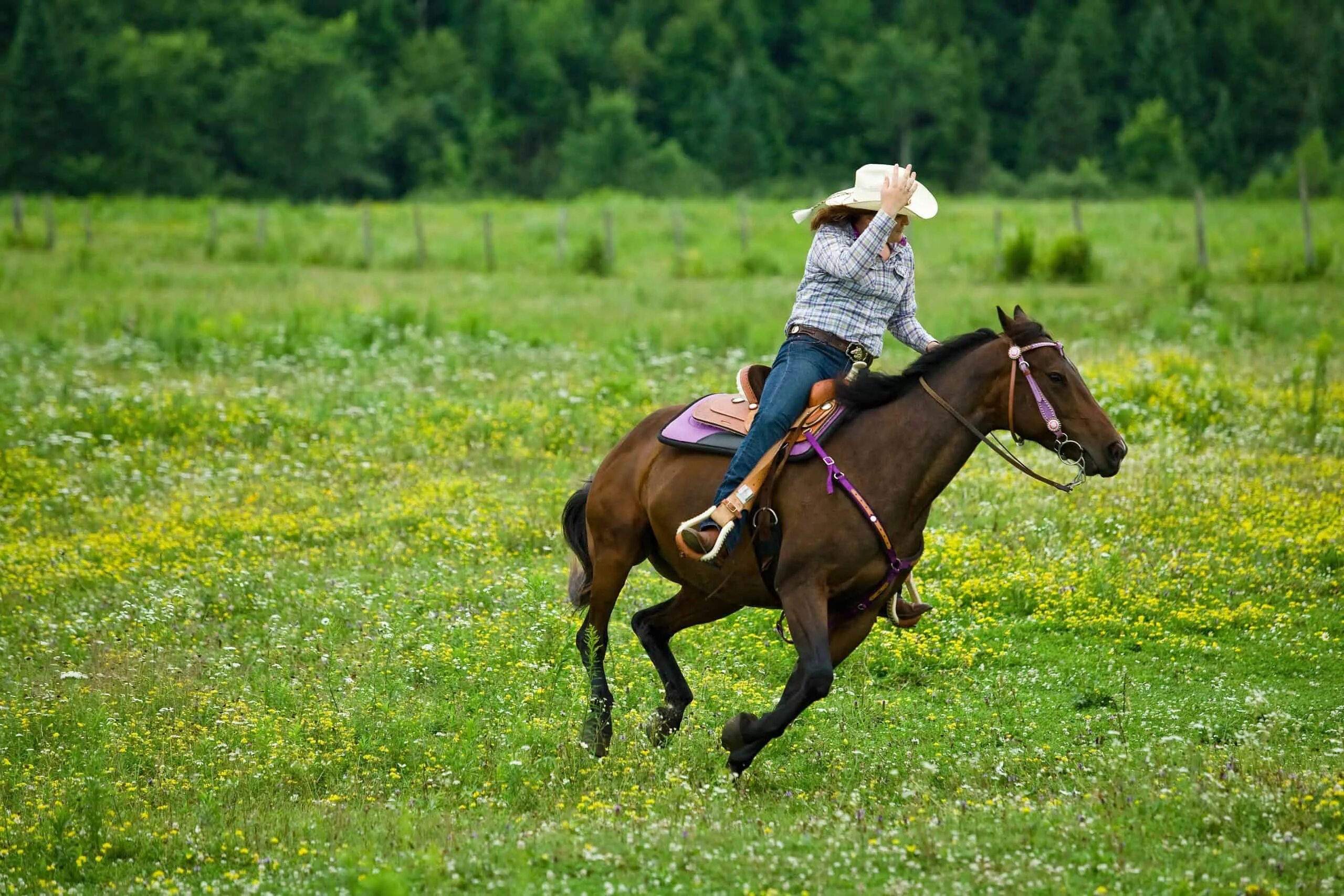 The horse rider