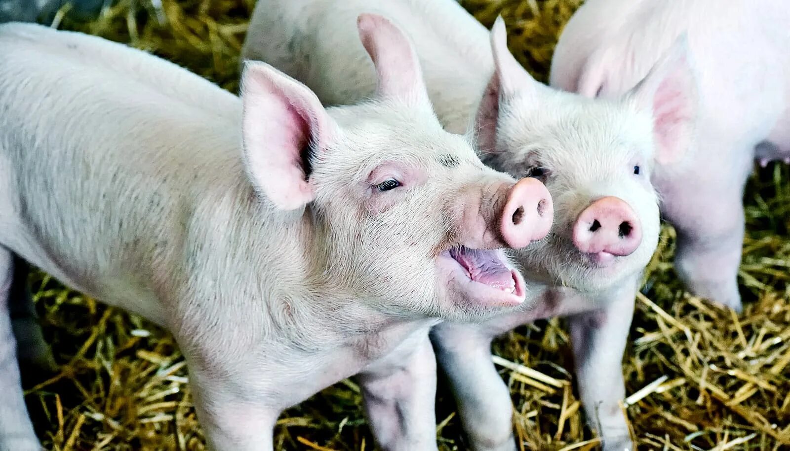 Pig looking