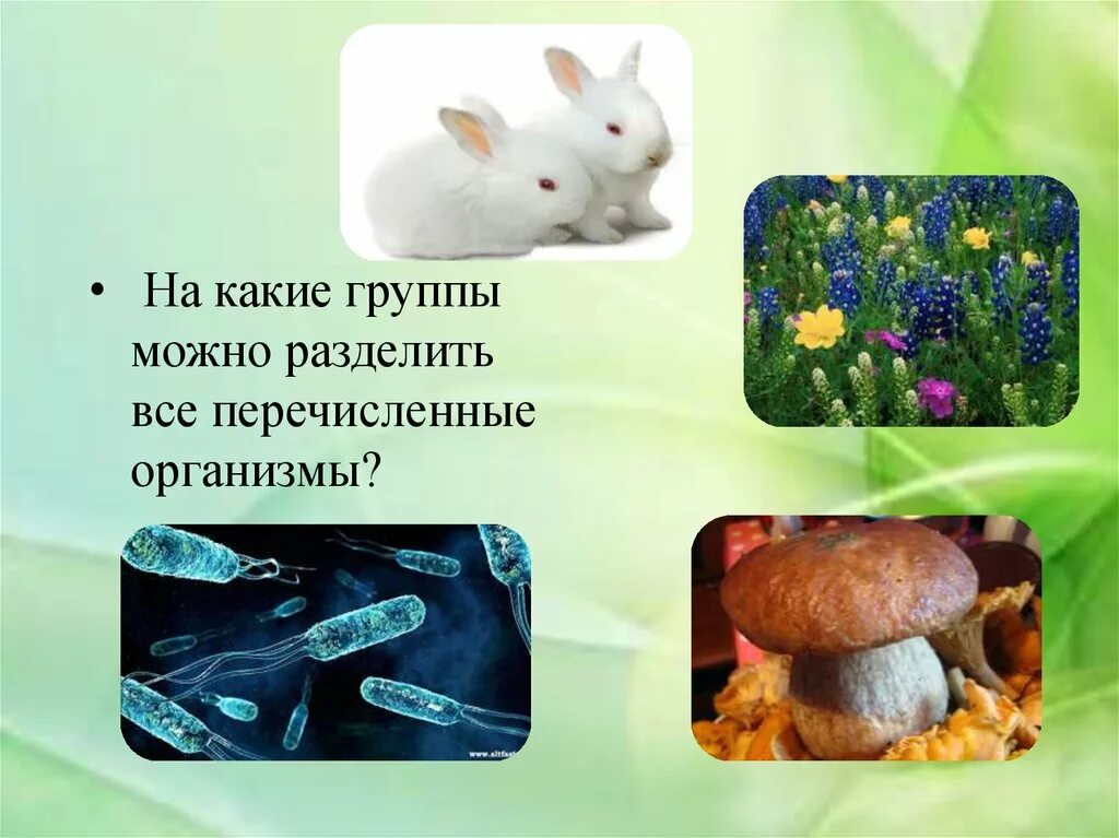 Какое основание позволило разделить организмы. Живые организмы разделить на группы. все организмы можно разделить. на какие группы можно разделить. на какие группы можно.