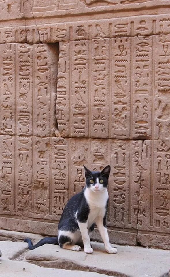 Кошек изображения древние. Египетская храмовая кошка. порода кошек египетский фараон. египетская кошка в древнем египте. египетская мау кошка.