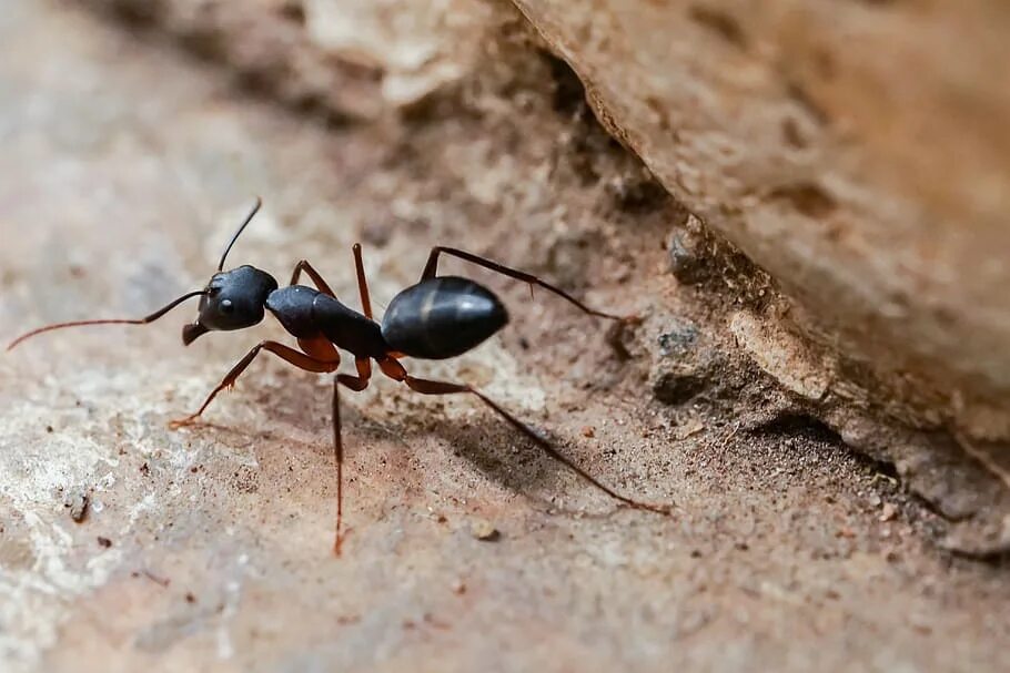 Муравьи-древоточцы (camponotus). Большой муравей это. Гигантский амазонский муравей. Муравей camponotus gigas. Муравей динопонера.