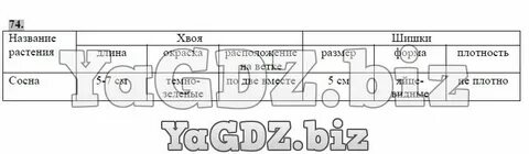 Лабораторная работа шишки хвойных