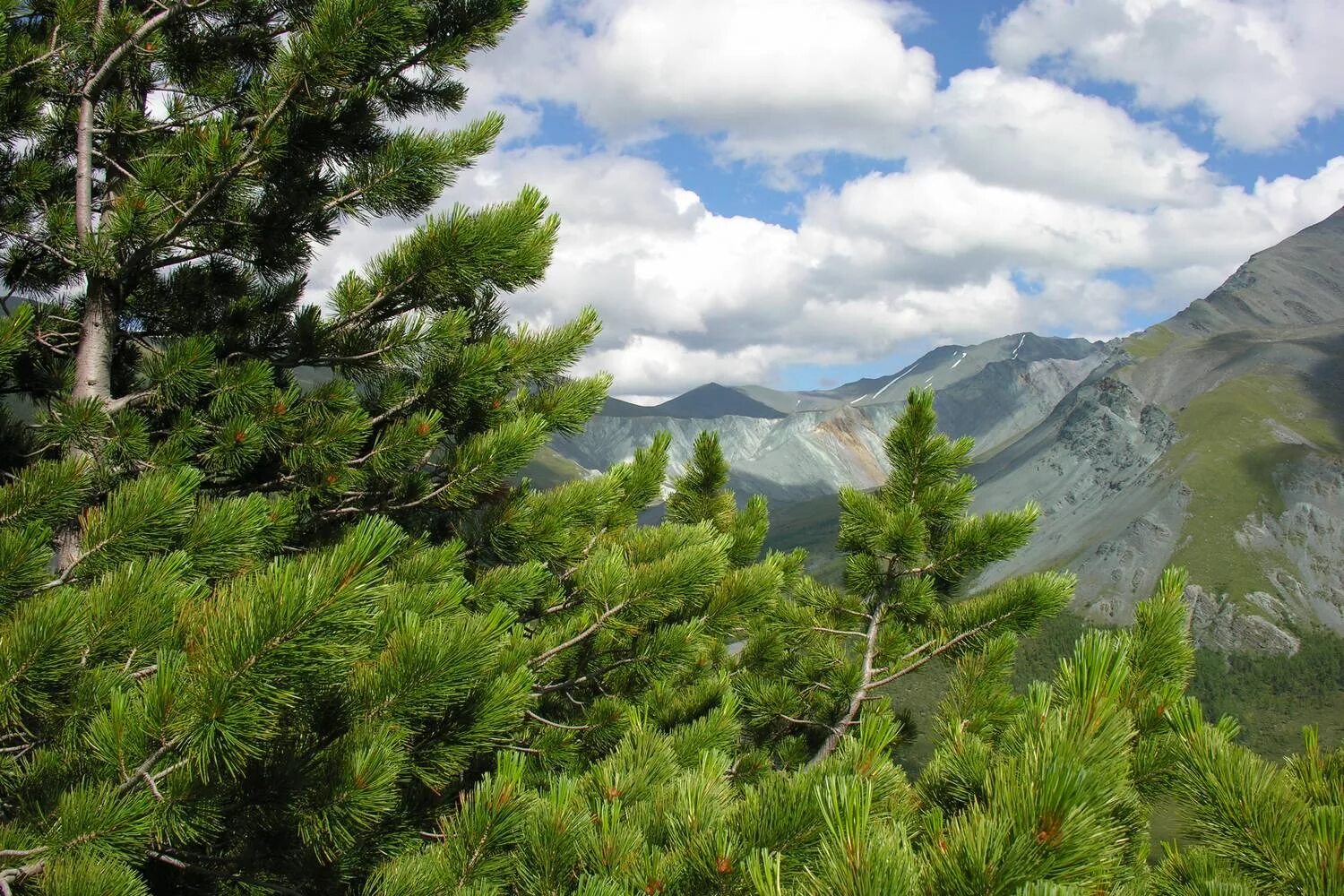 семинский перевал кедры. кедр сибирский горный алтай. кедрач горный алтай. кедровая тайга алтай. сосна кедровая сибирская сибирский кедр.