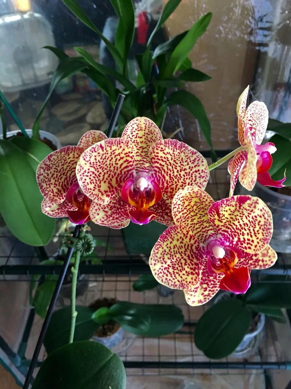 Phal leopard. Фаленопсис голден леопард. фаленопсис лас вегас. фаленопсис еллоу леопард. орхидея фаленопсис golden leopard.