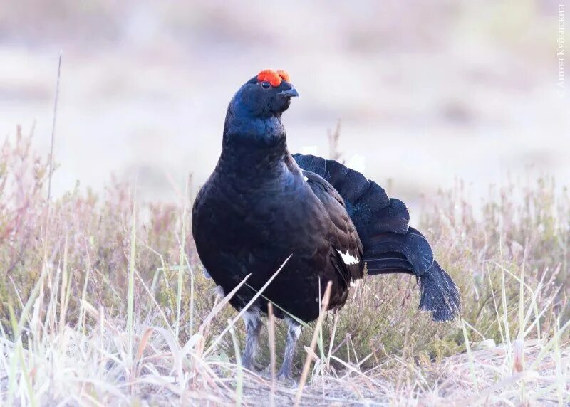 Тетеревиная серенада ответ. Тетерев lyrurus tetrix. Тетеревиный ток фото. Тетеревиная серенада ответ. Тетеревиный король.