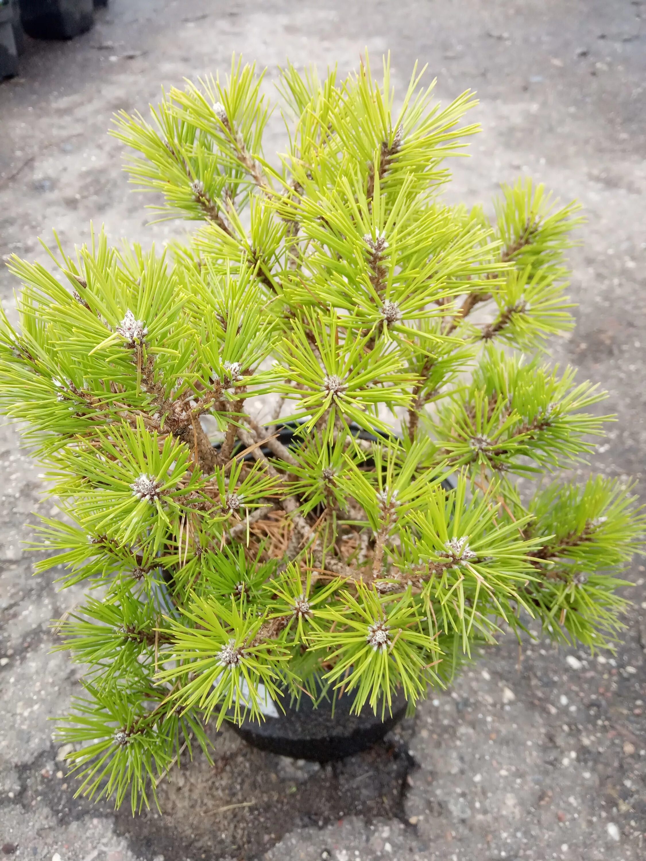 Сосна лоу глоу. Сосна густоцветковая лоу глоу | pinus densiflora low glow. Сосна лоу глоу. Сосна лоу глоу описание. Сосна лоу глоу описание.