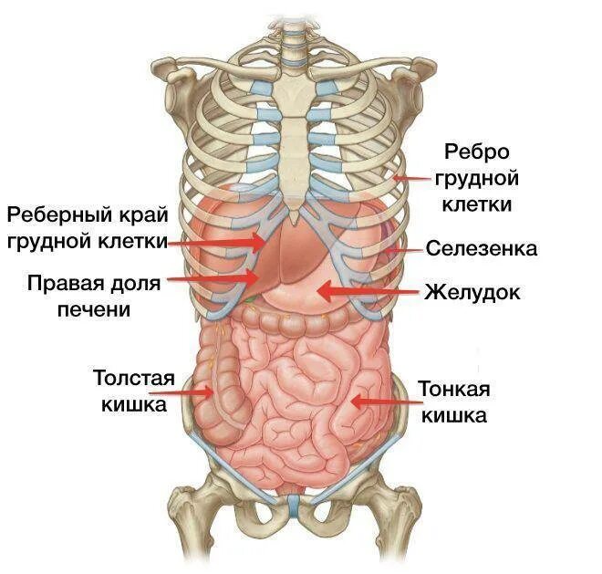 Печет правая сторона. Анатомия брюшной полости с ребрами. Анатомия человека внутренние органы брюшной полости. Схема расположения органов человека в брюшной полости. Анатомический атлас органы брюшной полости.