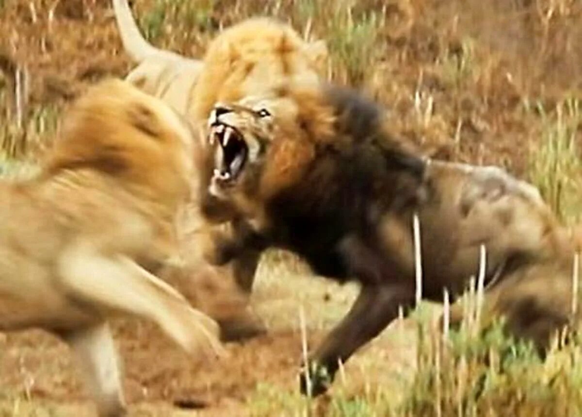 После нападения льва. Львы дерутся.
