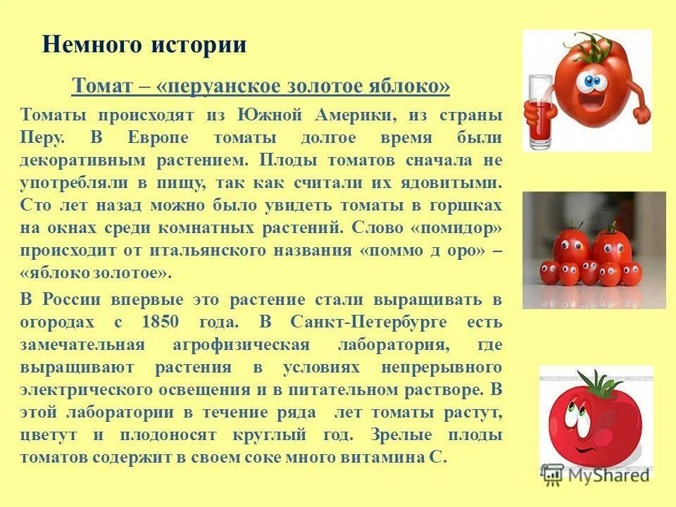 Почему помидор. Доклад на тему помидор. доклад про помидор. сообщение о томате. сообщение о помидоре.