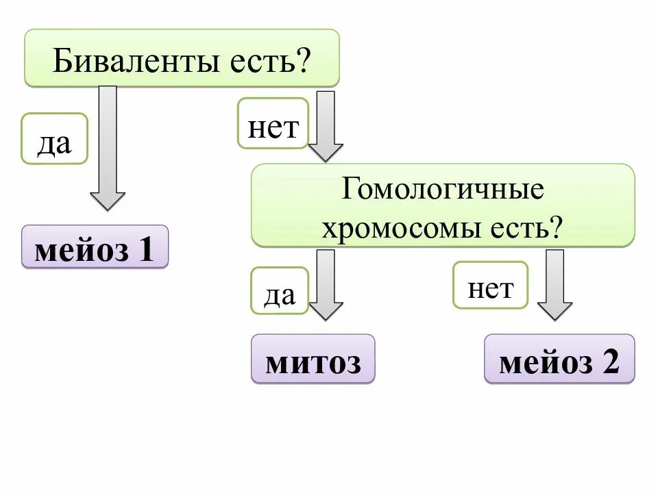 Образуются биваленты. Решение задач по цитологии. биваленты в мейозе это. биваленты и гомологичные хромосомы. биваленты хромосом.
