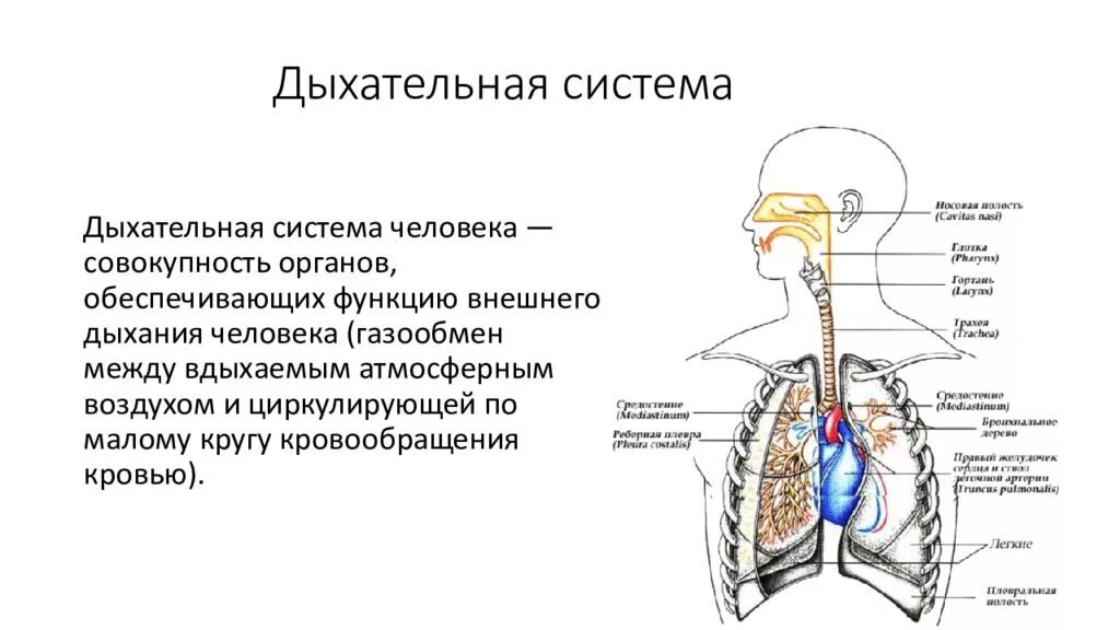 Система органов дыхания строение и функции органов дыхания. Система органов дыхания человека схема. Отдел органов дыхания, функции и строение. 5. Строение и функции дыхательной системы ..