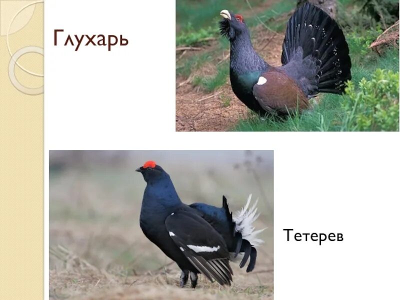 Чем отличается тетерев от глухаря. Тетерев и глухарь. тетерев глухарь косач. тетерев глухарь косач отличия. тетерев и глухарь отличия.