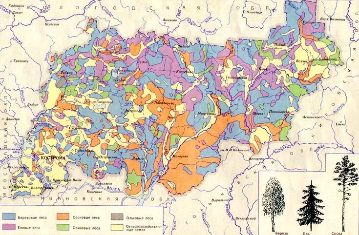 заповедник в костроме кологривский лес. карта растительности костромской области. карта лесов владимирской области. заповедники костромской области. костромская область расположена в лесной зоне.