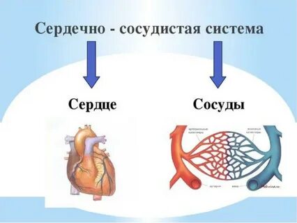 Заходит сердце
