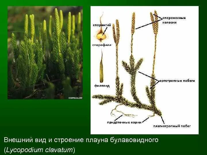 Плауновидные развитие. Спороносный побег плауна. Ветвление побегов плауна. Ликоподиум плаун булавовидный. Спороносный колосок плауна булавовидного.