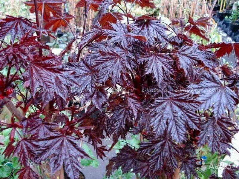 Растение с темными листьями фото Acalypha cv. Purple plants, Trees to plant, Foliage plants