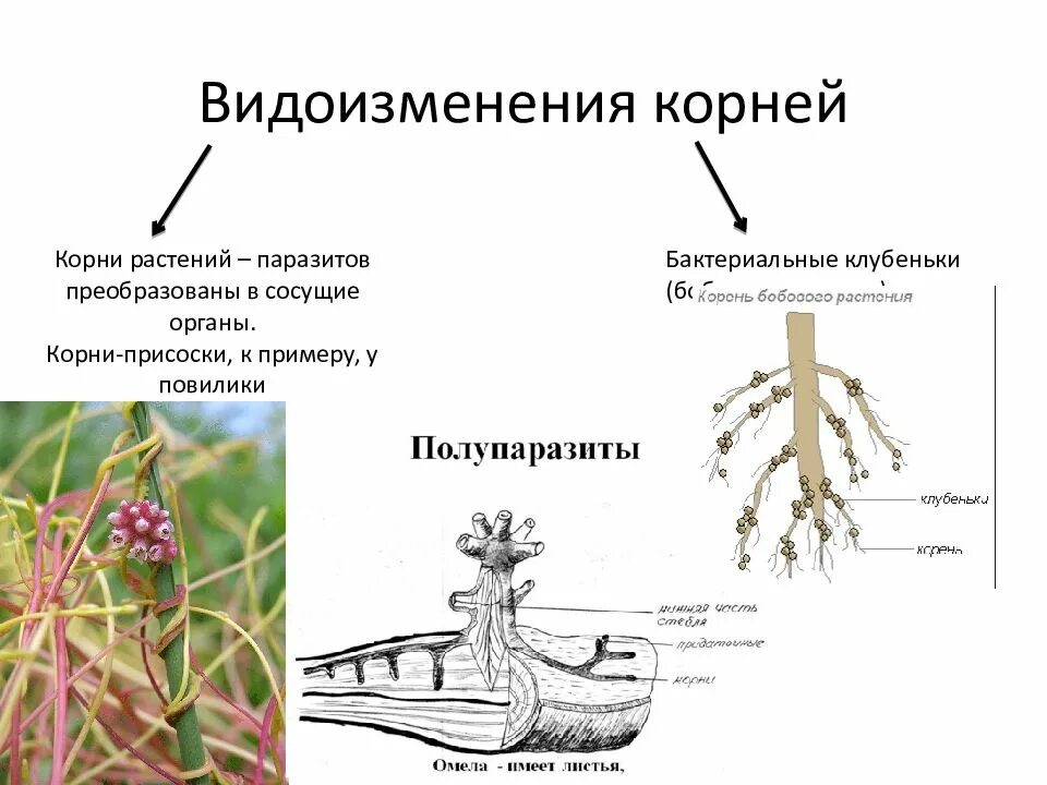 Гаустории повилики. Корни-присоски гаустории повилик. Корни растений паразитов гаустории. Корни гаустории повилика.