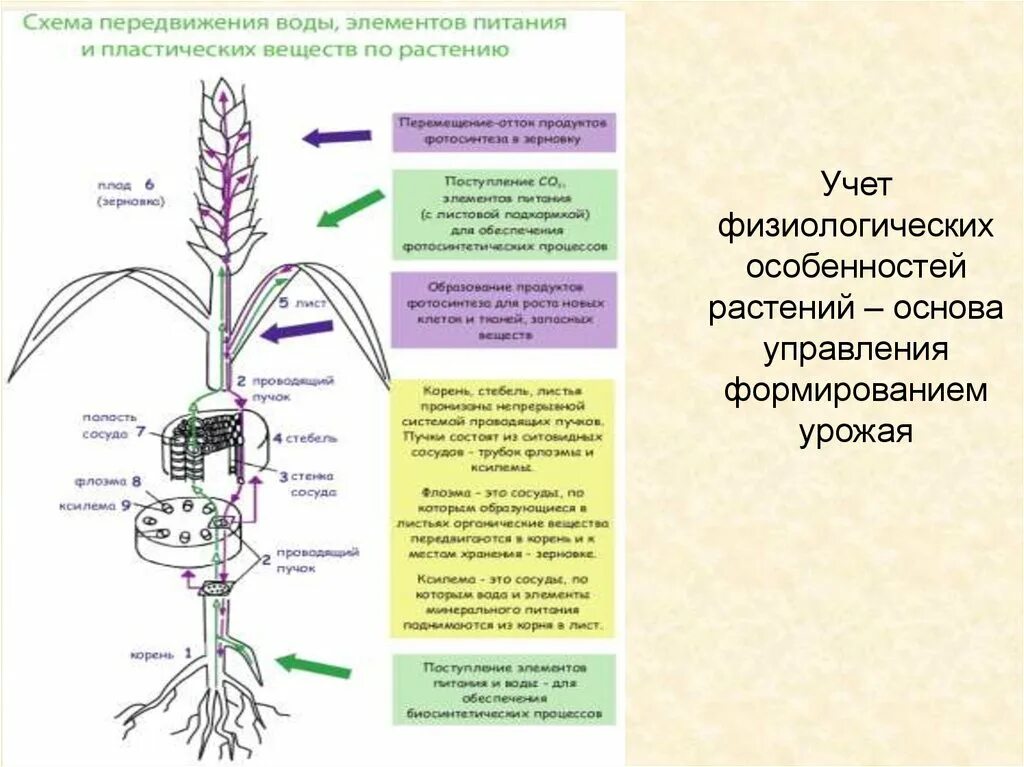 Какие вещества передвигаются по сосудам. Схема транспорта веществ в растении. Передвижение веществ по растению. Передвижение органических веществ в растении. Схема передвижения веществ у растений.