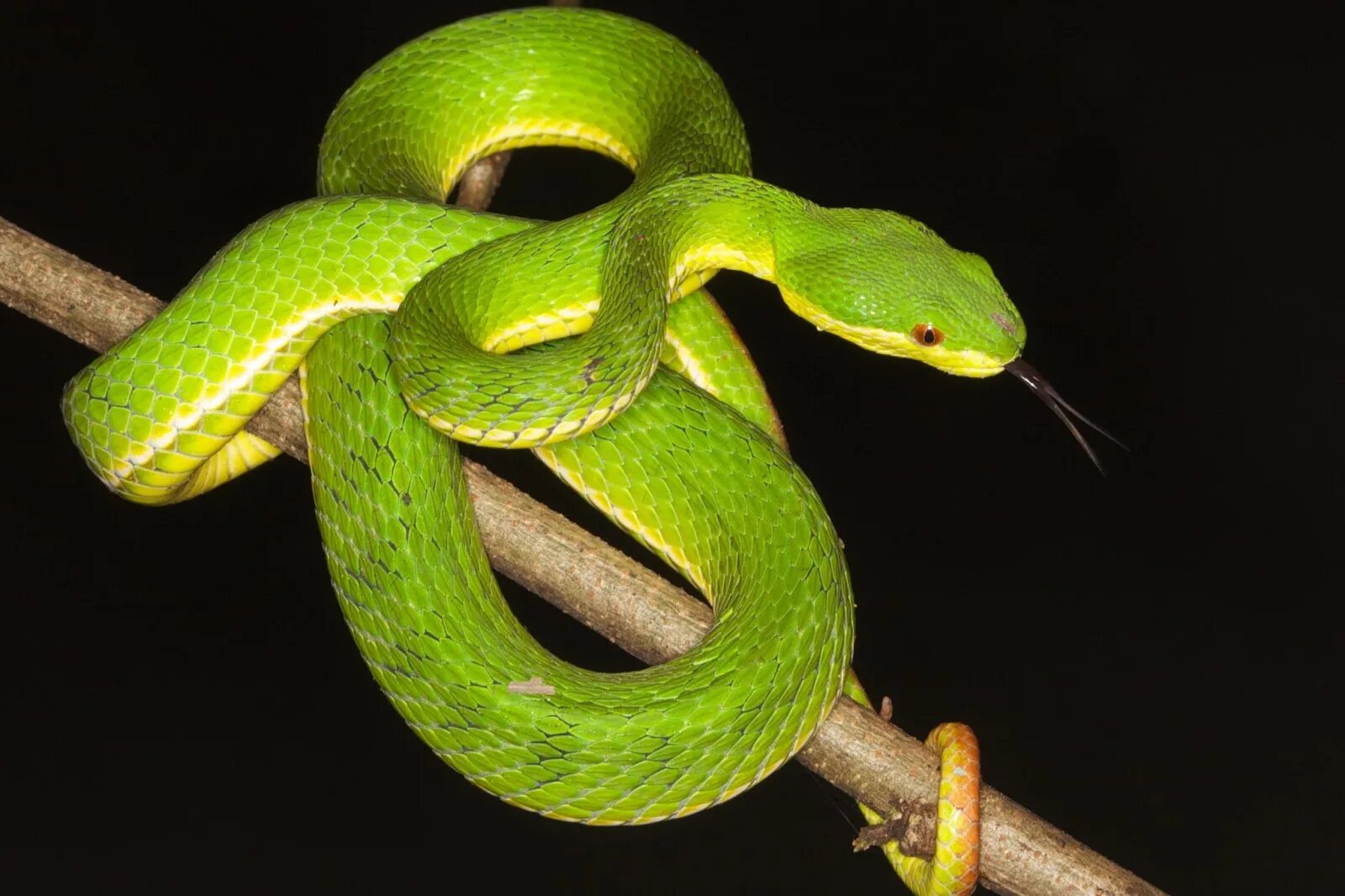 Змей 4 букв сканворд. Trimeresurus Vogeli. Bamboo Pit Viper. Змея в листве. Trimeresurus puniceus.