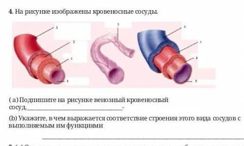 На рисунке изображено кровеносные сосуды