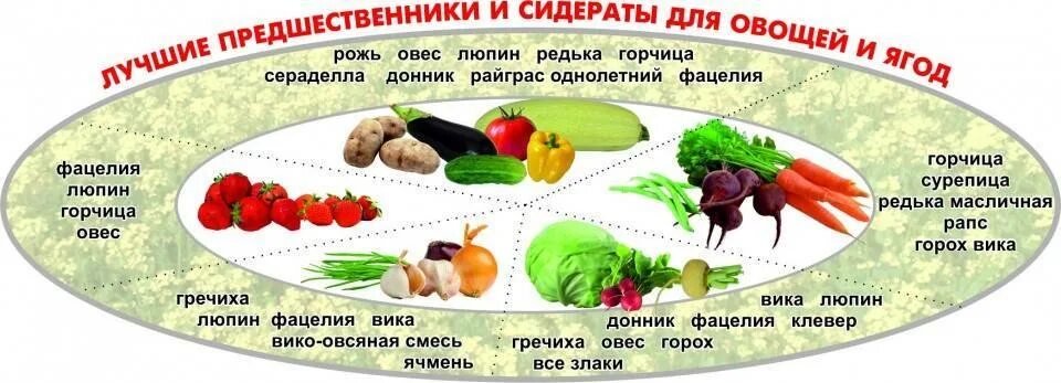 Что можно посадить после клубники. Таблица севооборота овощных культур и сидератов. Совместимость сидератов и овощей таблица. Таблица сидератов для овощных культур. Лучшие предшественники для клу.