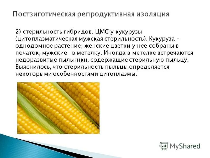 Репродуктивная изоляция служит причиной. Формы репродуктивной изоляции. Постзиготические механизмы изоляции. Репродуктивная изоляция примеры. Постзиготичнсепя изоляция.