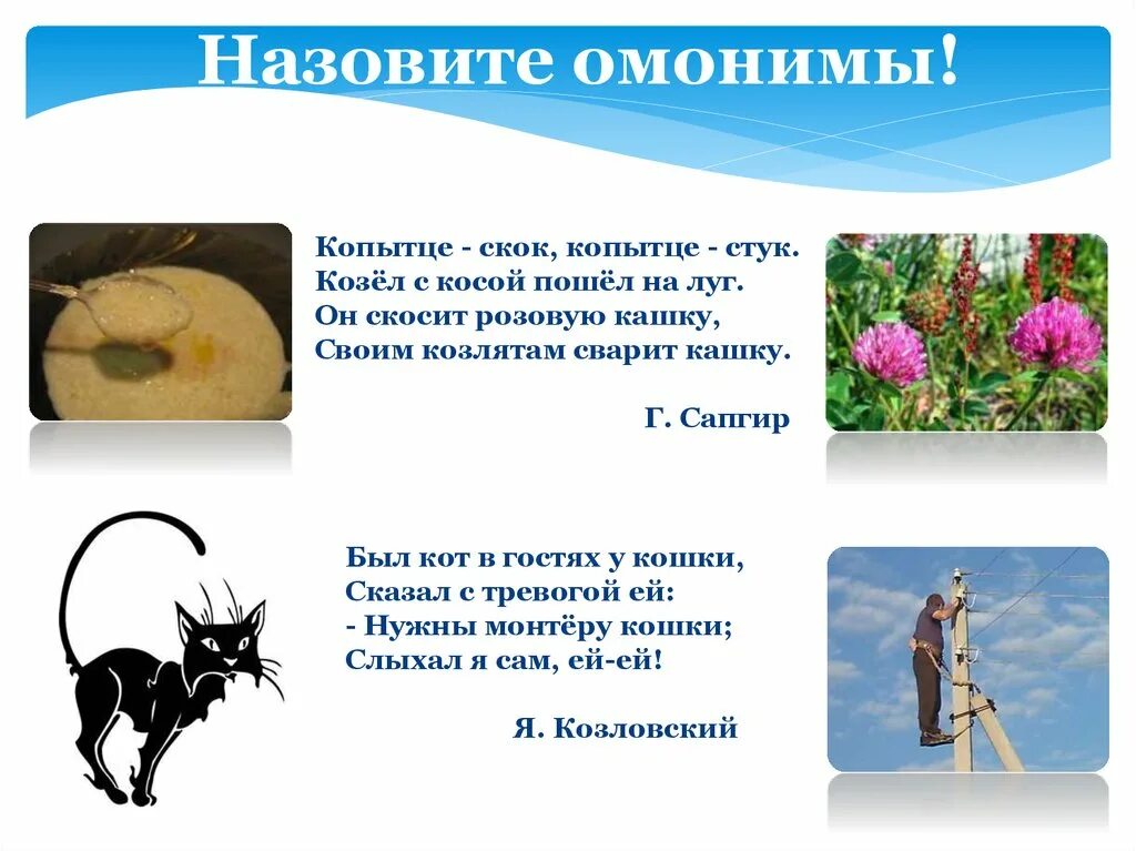 Значение слова омонимы. Кошка омоним. Омонимы животные. Кот омонимы. Омонимами называются.
