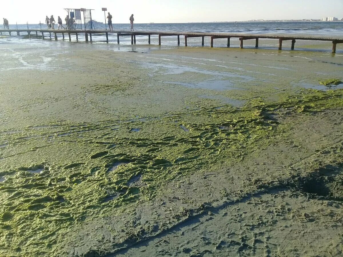 Водоросли камка в Анапе. Цветет море в Анапе камка. Цветение водорослей в Анапе. Анапа Витязево море цветет 2021. В анапе есть вода