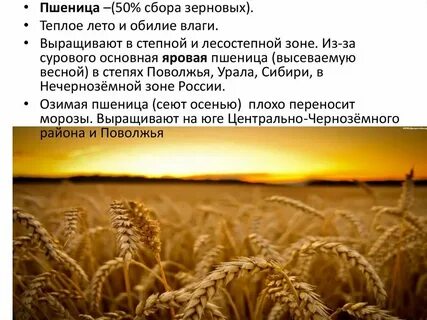 Как правильно пишется слово пшеница