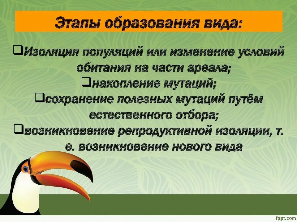 Видообразование биология. Видообразование биология 9 класс. Изоляция и видообразование. Этапы видообразования.