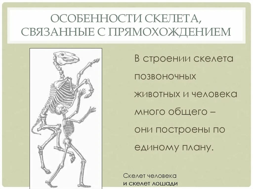 Перечислите особенности скелета. Приспособление скелета к прямохождению и трудовой деятельности. Особенности скелета связанные с прямохождением. Особенности строения скелета. Особенности строения скелета человека.