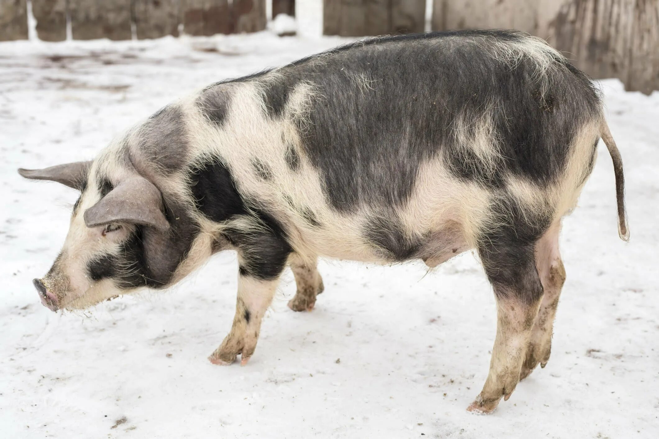 Ливенская свинья. Миргородская порода свиней. Миргородская порода. Уржумская порода свиней. Ливенская порода свиней.