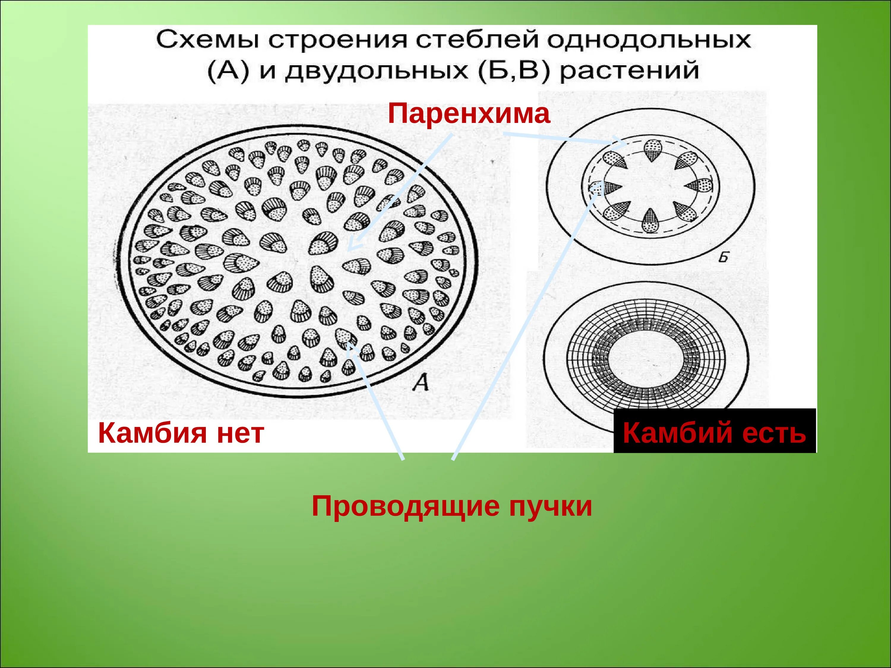 Проводящий пучок однодольного растения