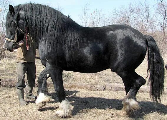 Lithuanian Heavy Draught Horses, Pretty horses, Draft horses