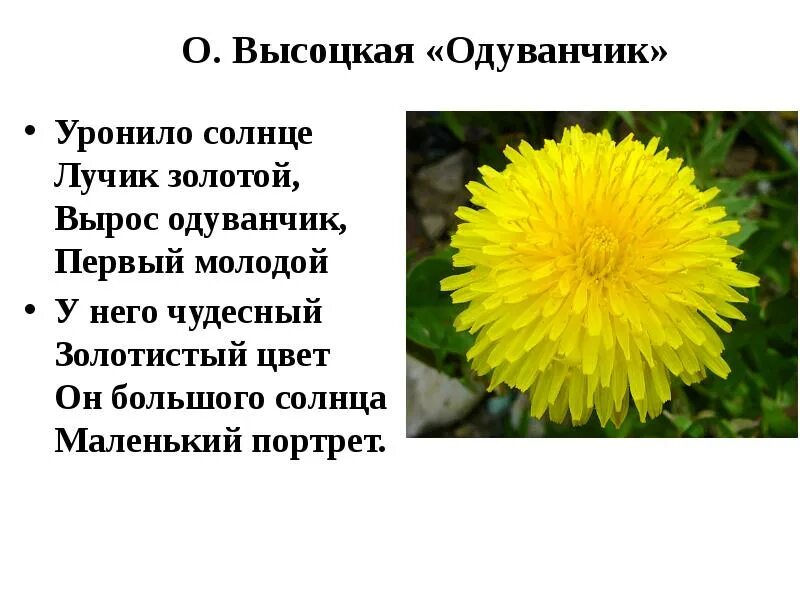 О и высоцкой одуванчик. Уронило солнце лучик золотой. Стихотворение про одуванчик. Стих про одуванчик для детей.