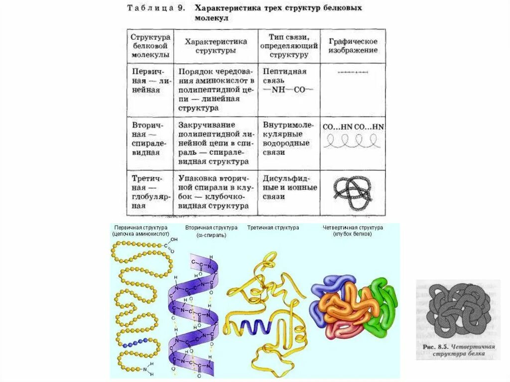 Свойства белковых молекул. Вторичная третичная и четвертичная структура белка. Структуры молекулы белка первичная вторичная третичная. Первичная вторичная структура белковой молекулы. Четвертичная структура белка таблица.