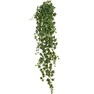 Ivy big