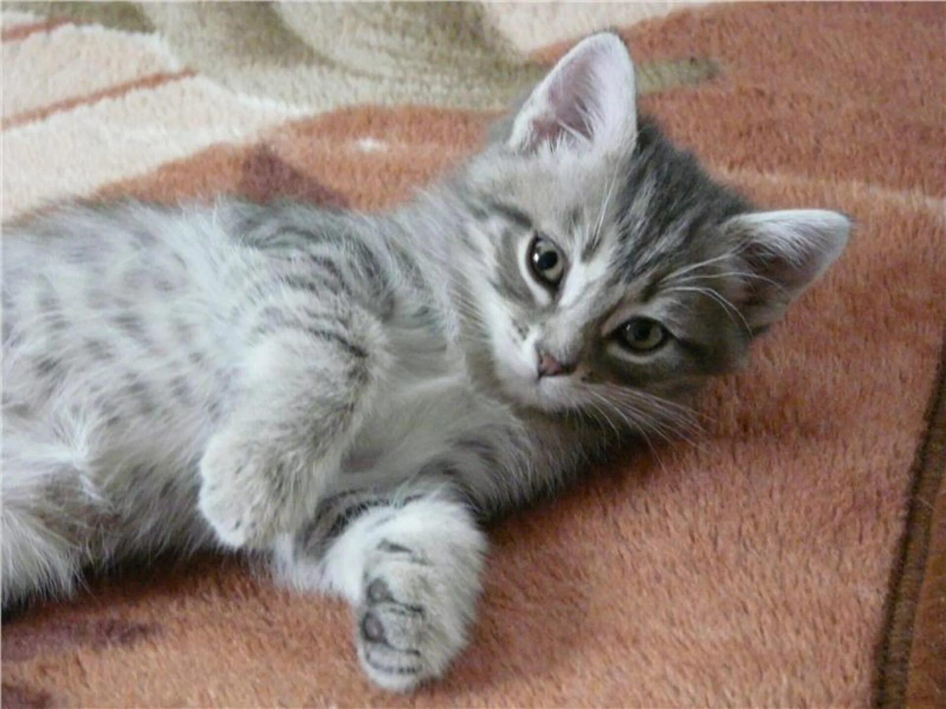 Кошки бело серого окраса. Британец дымчатый полосатый котенок. Манчкин вискас порода кошек. Серо-белый котёнок. Котенок серый с полосками.