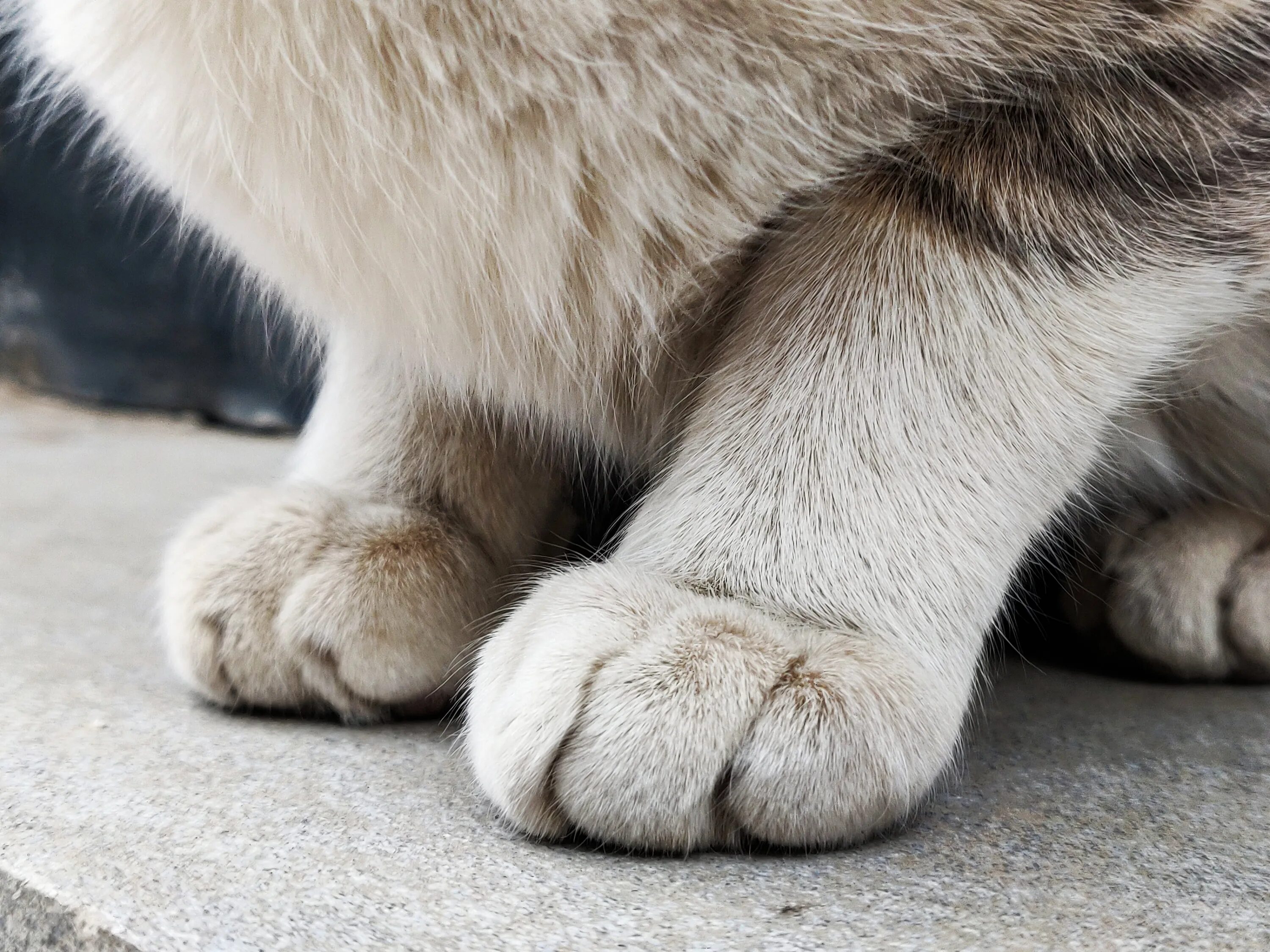 Видели лапки. Кошачья лапка. Лапа животного. Ноги кота. Пушистые лапки.