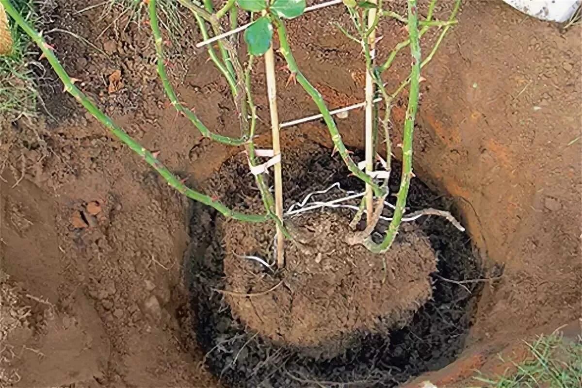 Когда можно сажать розы весной. Корни плетистой розы. Посадка роз осенью в открытый грунт. Пересадить розу на другое место весной. Посадка роз весной.