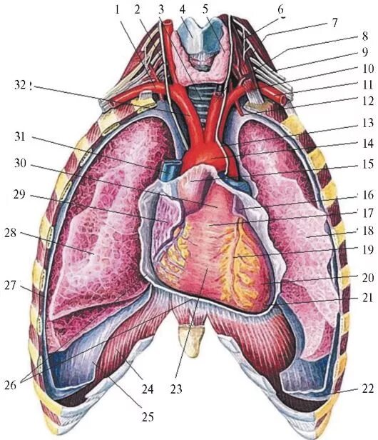 Топографическая анатомия сердца синтопия. Средостение сердца топографическая анатомия. Средостения грудной клетки топографическая анатомия. Топография стенки грудной полости.