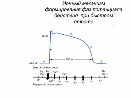 Потенциал механизм