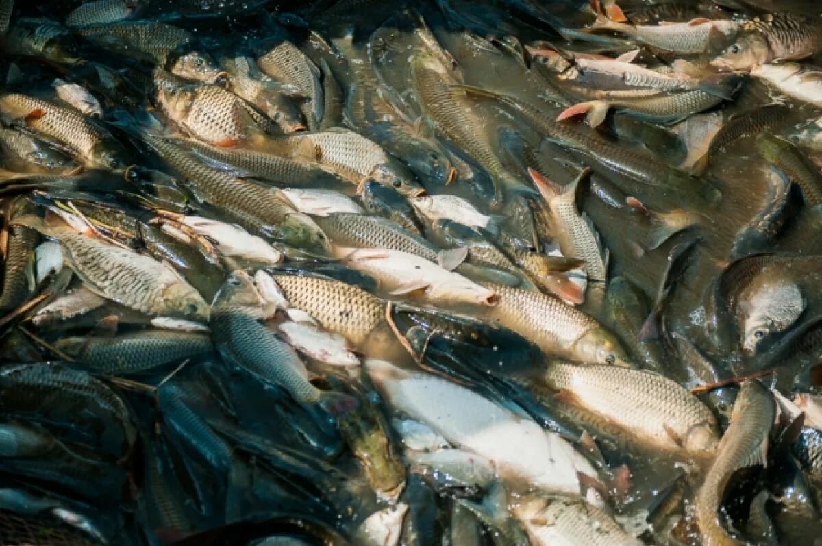 Вобла 2022 Астрахань. Рыба Астрахани вобла. Замор рыбы Астрахань. Много рыбы. Запрет ловли воблы в астраханской области 2024