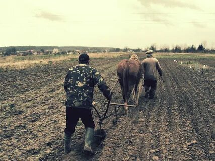 Дохнут лошади в плугу